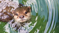 6 unique animals that rely on both land and water to survive